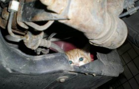 cat-car_1487299i